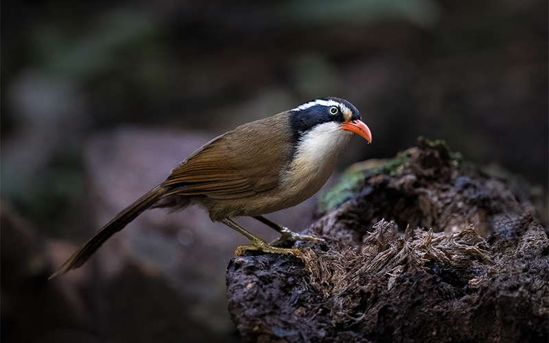 Coral-billed Scimitar-Babbler (Pomatorhinus ferruginosus) at Phia Oac-Phia Den Bird Hides - Northern Vietnam. Photo by: Bui Duc Tien - Vietnam Bird Photography Tours - Vietbirdphototours.com